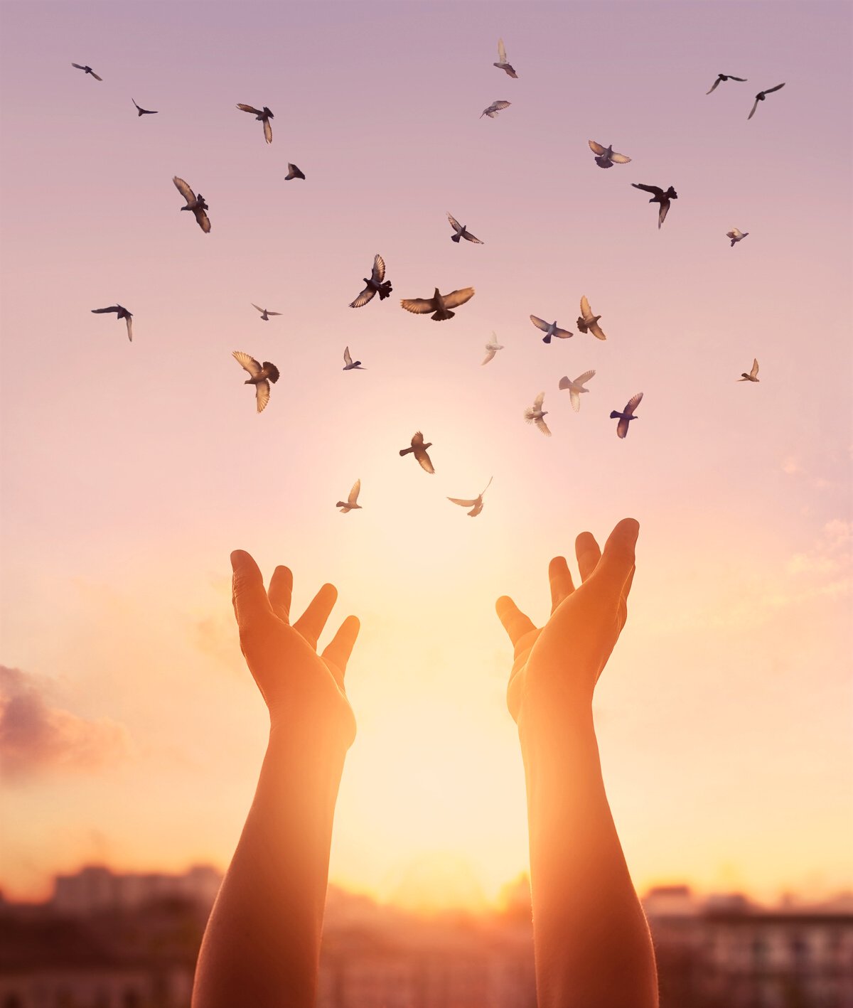 Woman praying and free bird enjoying nature on sunset background